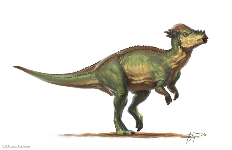 Pachycephalosaurus