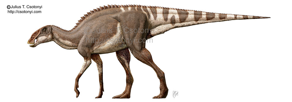 Brachylophosaurus