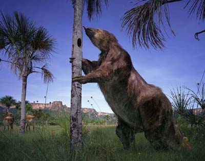 megatherium